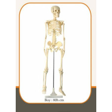 İSKELET MODELİ BOY 80 CM